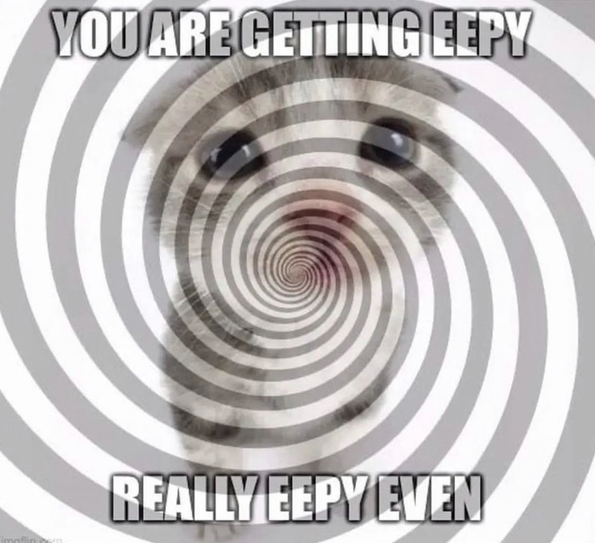 A meme of a cat and a hypnotic spiral, captioned 'You are getting eepy, really eepy even'